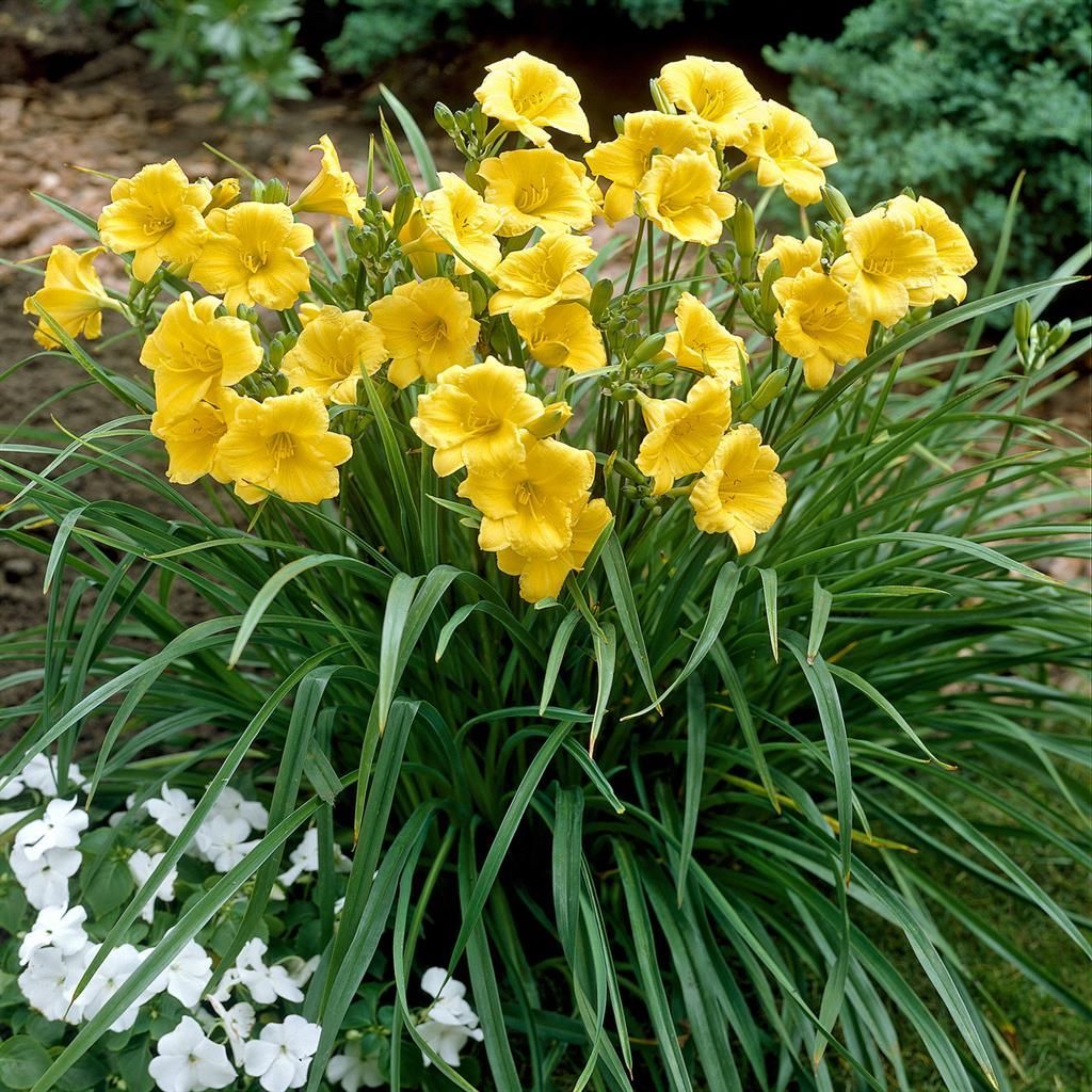 Gelbe Gartenpflanzen gnstig kaufen - Meingartenshop.at