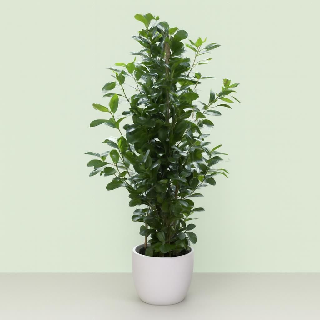Chinesische Feige  Ficus microcarpa 'Moclame