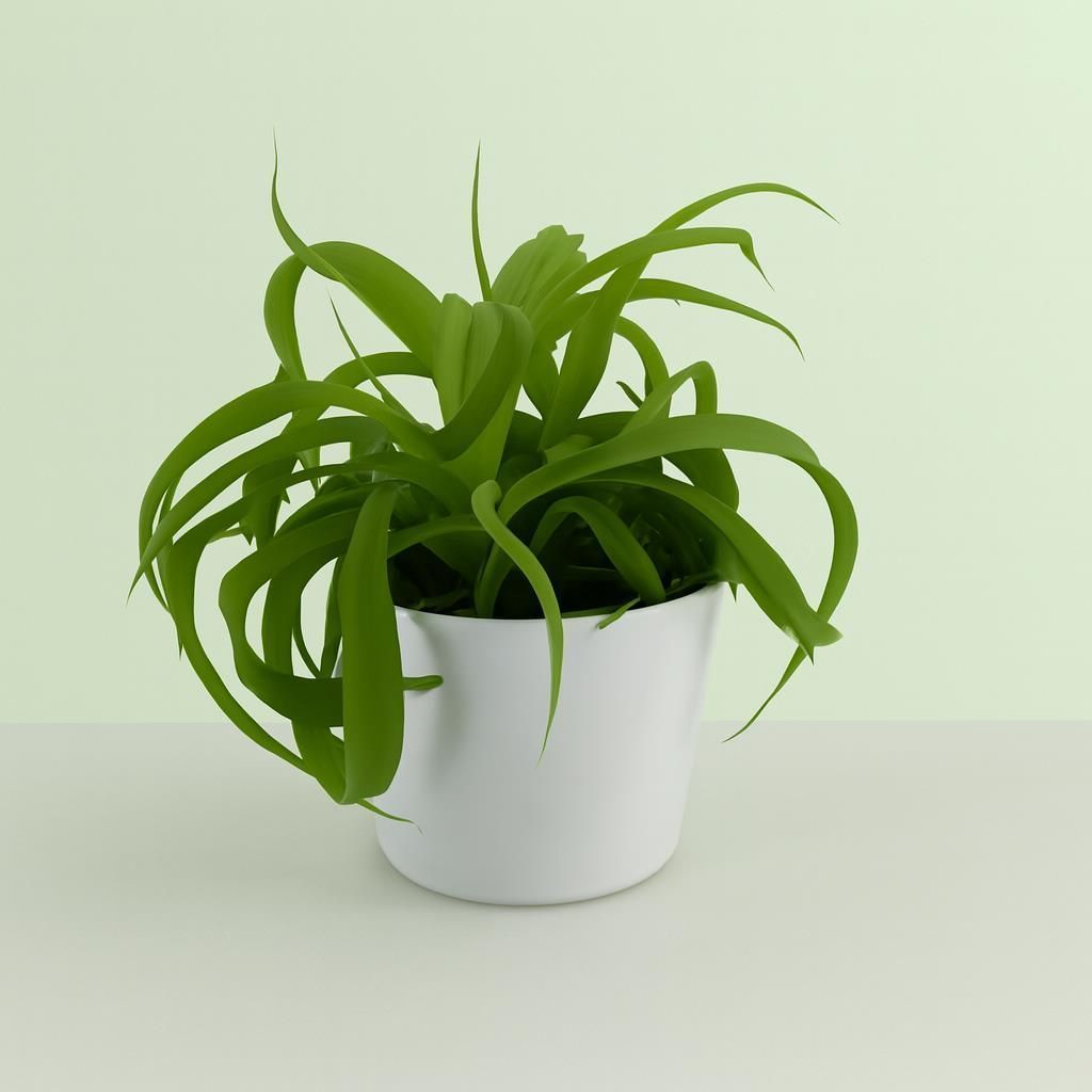 Grnlilie 'Green Bonnie'  Zimmerpflanze