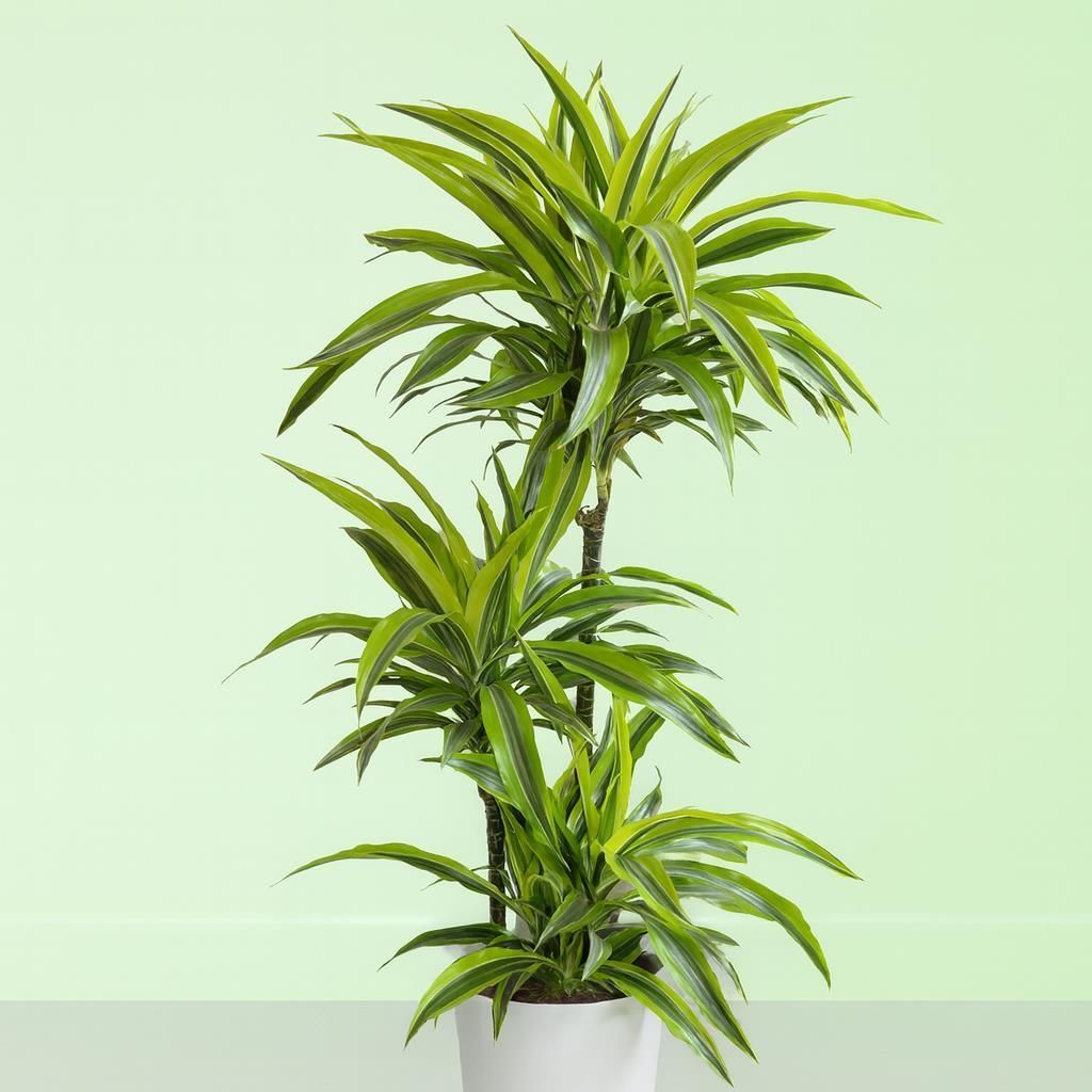 senecio articulatus variegata Senecio articulatus f. variegatus ( VARIEGATED CANDLE PLANT ) – LET LOVE  GROW (Succulent & Cactus) main image 1