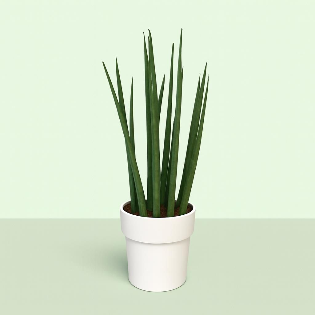 Bogenhanf  Sansevieria cylindrica