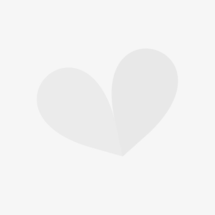 Bluhende Hecke Schnell Und Gunstig Online Kaufen Meingartenshop